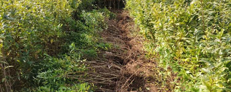 6公分石榴苗价格多少钱一棵