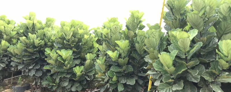 电视柜旁边适合摆什么植物