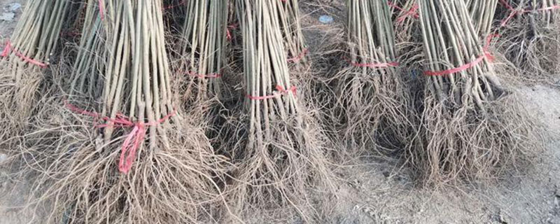 3公分石榴树苗价格多少钱一棵 3公分石榴树苗价格多少钱一棵