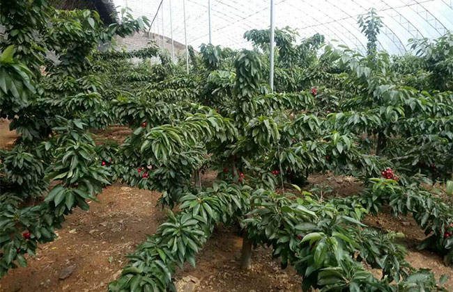 艳阳樱桃苗价格多少钱? 艳阳樱桃苗价格多少钱?