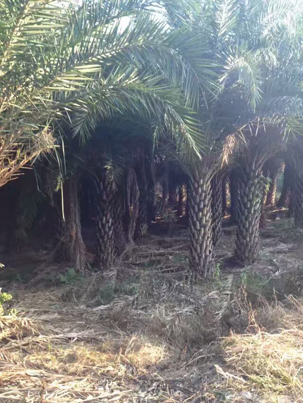 福建中东海枣基地
