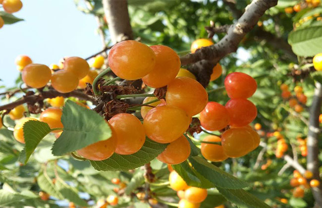 黄蜜樱桃苗价格