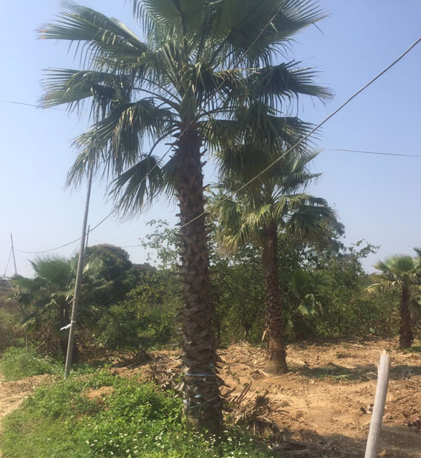 老人葵大苗基地实拍