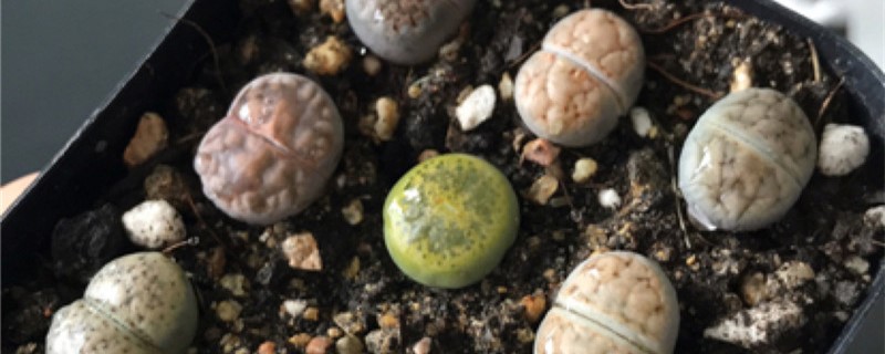 生石花施肥方法，用什么肥好
