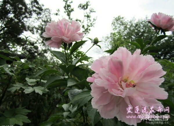 木槿叶子发黄怎么办 五大方法告诉你
