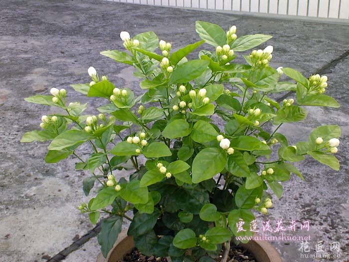 茉莉花