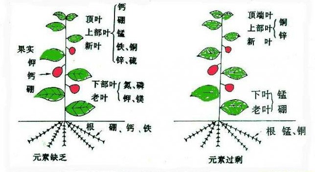 花草常见的“缺素症”图示