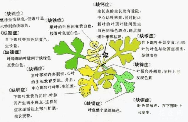 花草常见的“缺素症”图示