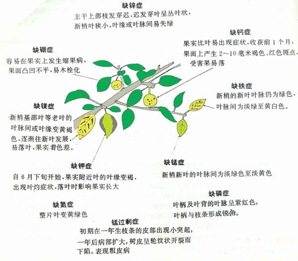 花草常见的“缺素症”图示