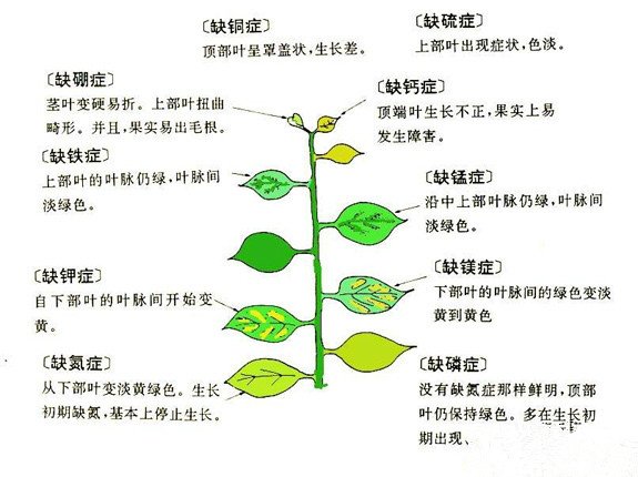 花草常见的“缺素症”图示