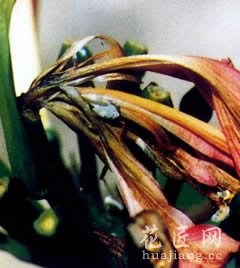 君子兰病虫害防治—白绢病