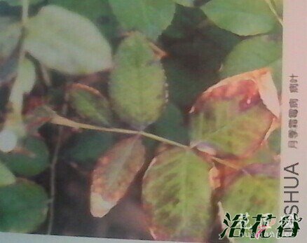 叶斑病、霜霉病、黑斑病的区别