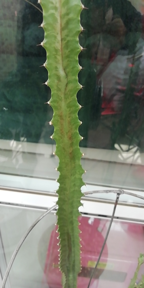 微信图片_20200414144911_副本.jpg