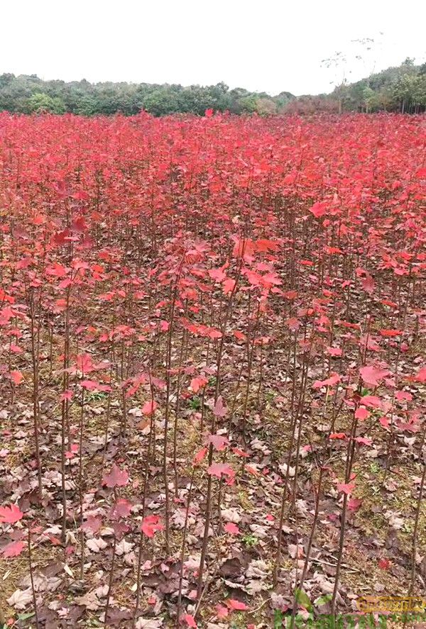 红枫树苗基地实拍.jpg
