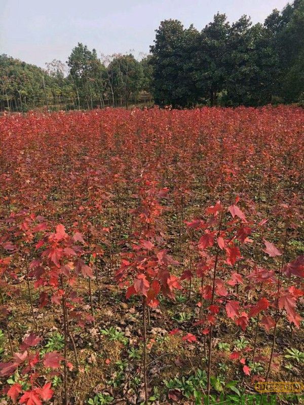 红枫树苗基地实拍.jpg