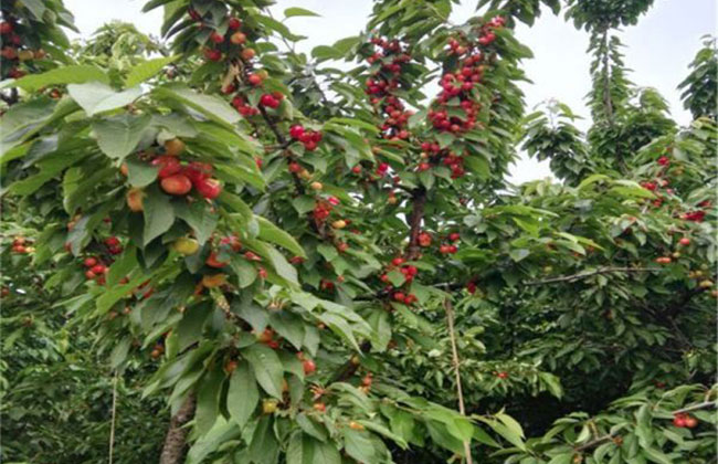 雷尼樱桃