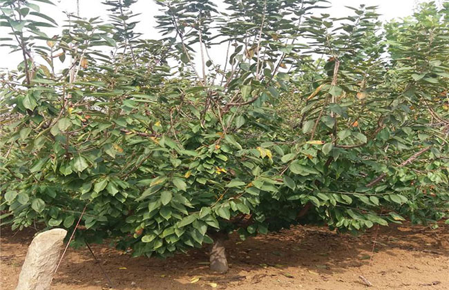 雷尼樱桃 雷尼樱桃