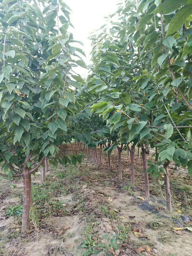 雷尼樱桃 雷尼樱桃