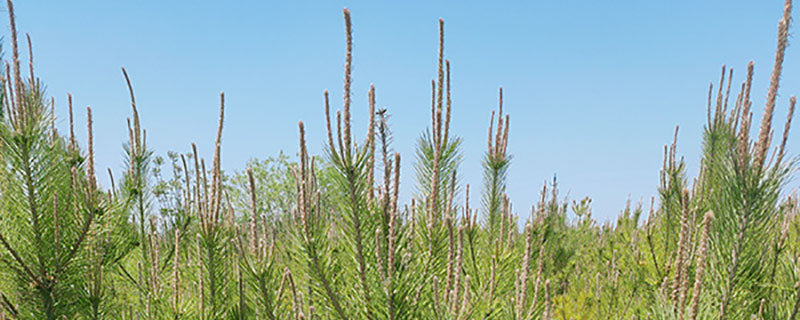 黑松和油松的区别