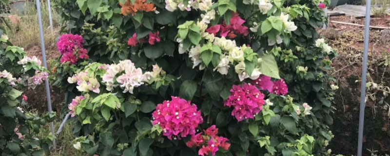 南方夏天适合种什么花 南方夏天适合种什么花