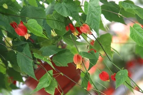 u=3003521734,3315218311&fm=253&fmt=auto&app=138&f=JPEG.webp.jpg