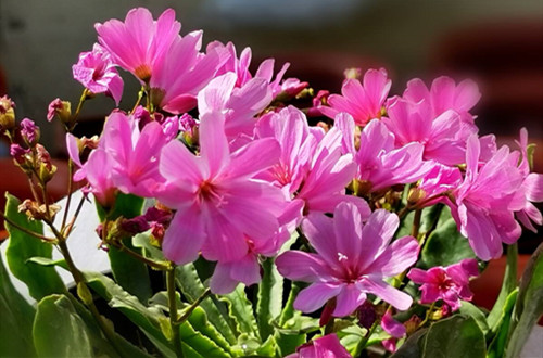 src=http___photo.tuchong.com_15099270_f_731255012.jpg&refer=http___photo.tuchong_副本.jpg
