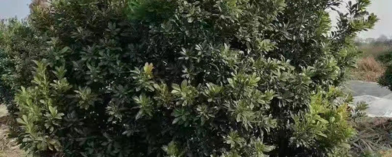 东魁杨梅湖南可以种吗 东魁杨梅湖南可以种吗