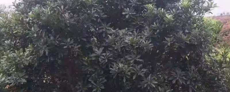 东魁杨梅北方可以种植吗 东魁杨梅北方可以种植吗