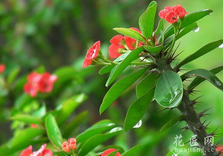 虎刺梅花有毒吗？