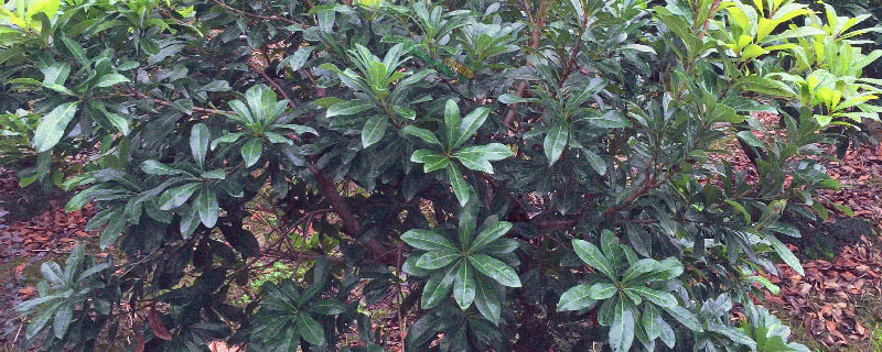 杨梅树可以在北方种植吗