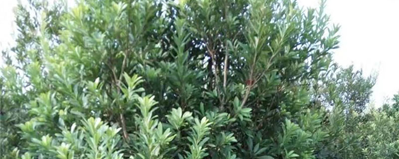 杨梅树在湖北能种植吗 杨梅树在湖北能种植吗