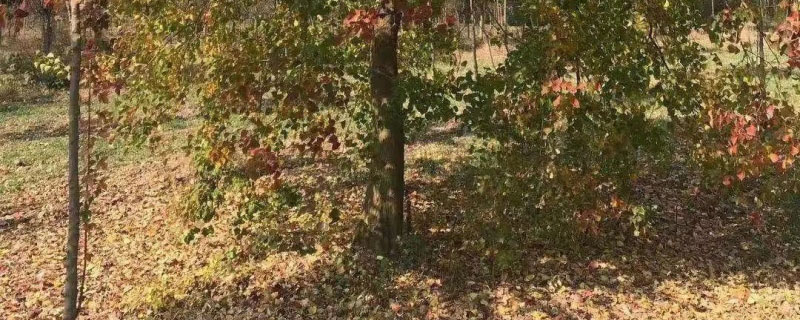 乌桕适合种在自家庭院吗 乌桕适合种在自家庭院吗