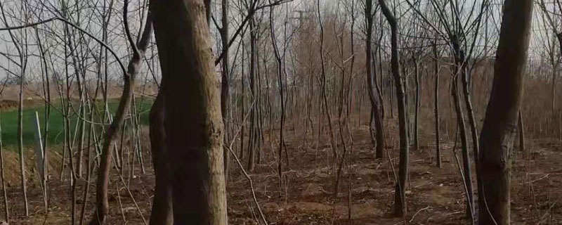 乌桕树山东能种植吗