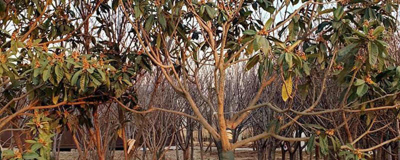 枇杷树北方可以种植吗 枇杷树北方可以种植吗