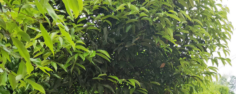适合水边种植的常绿乔木