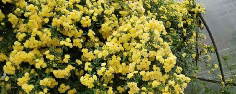 木香花 木香花