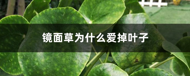 镜面草为什么爱掉叶子