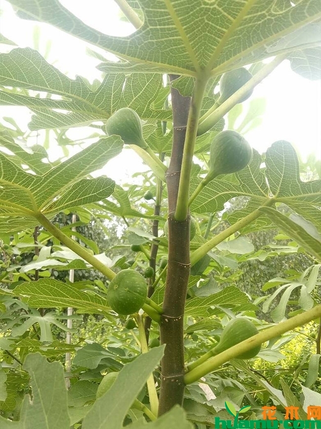 比尔无花果苗 比尔无花果苗