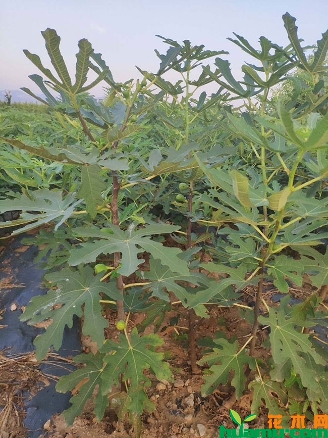 巴劳奈无花果苗 巴劳奈无花果苗
