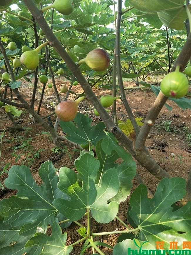 黑马德无花果苗