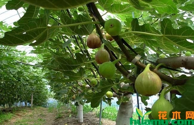黑马德无花果苗 黑马德无花果苗