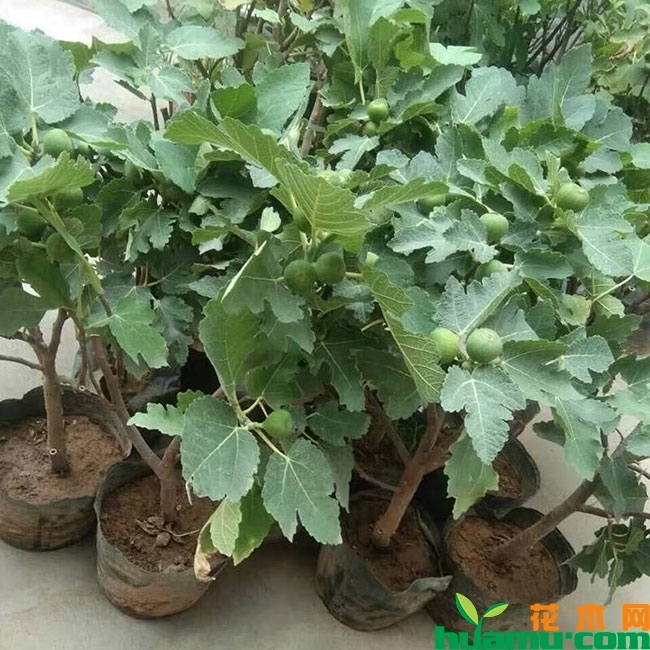 大青皮无花果苗 大青皮无花果苗