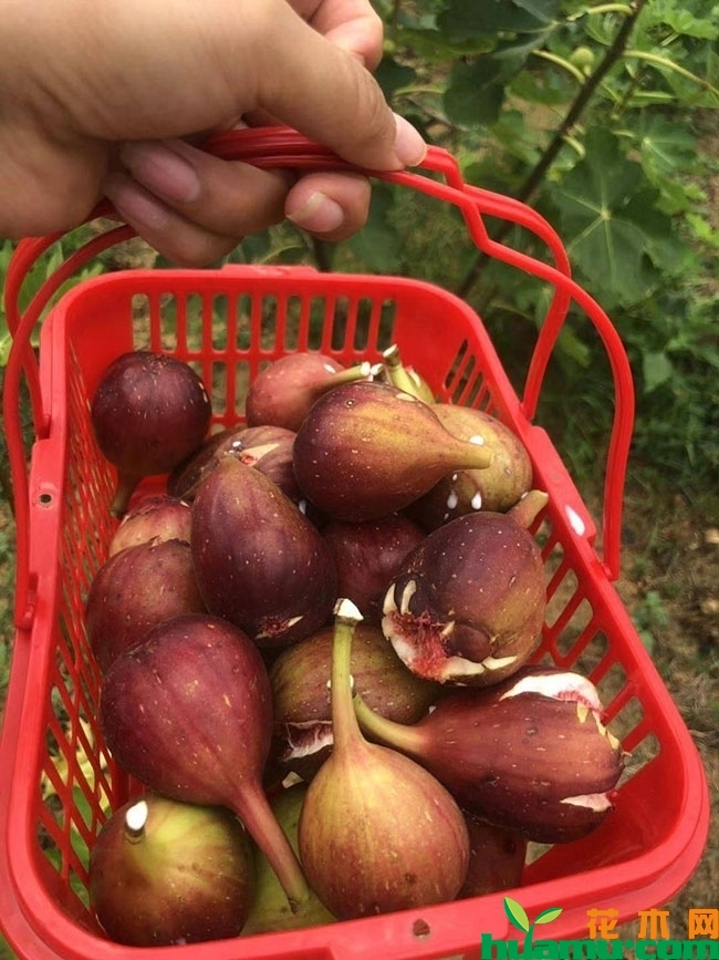 紫色波尔多无花果苗