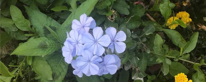 蓝雪花施肥方法，用什么肥好