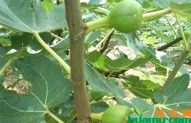 紫色波尔多无花果苗 紫色波尔多无花果苗