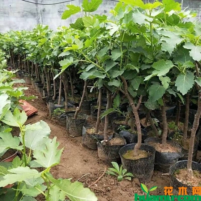 紫色波尔多无花果苗 紫色波尔多无花果苗