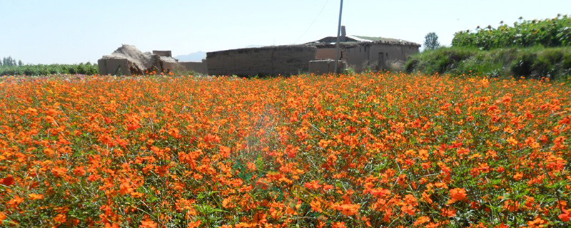 硫华菊苗基地实拍图