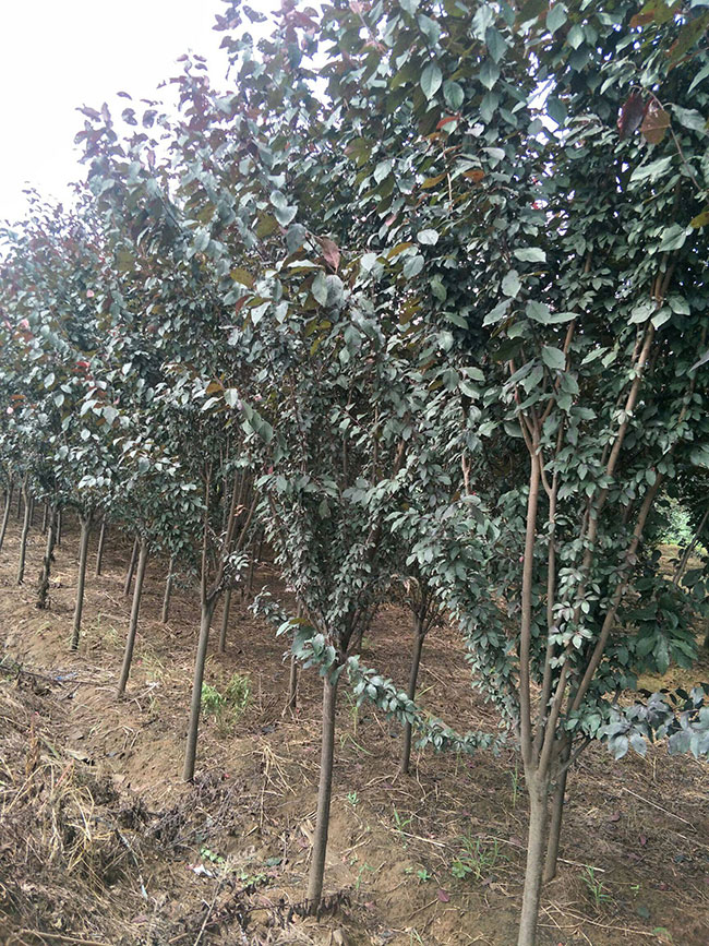 紫叶李的特点