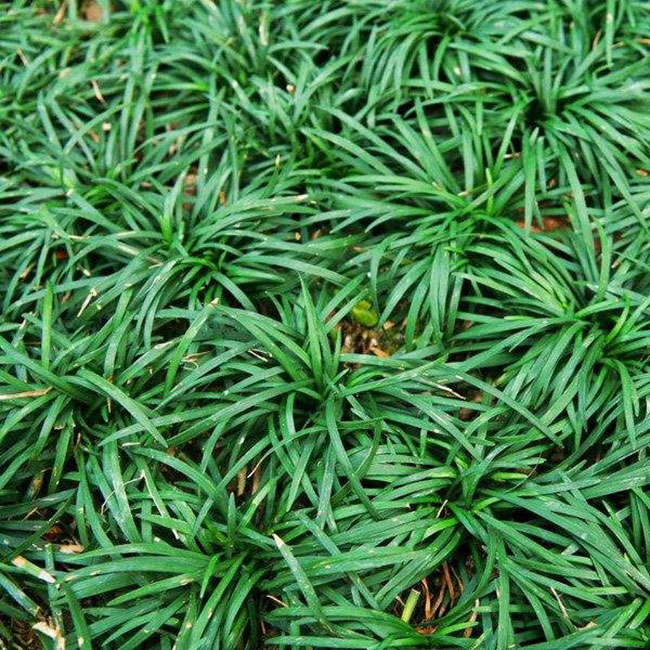 玉龙草会开花吗?玉龙草开花是什么样子?