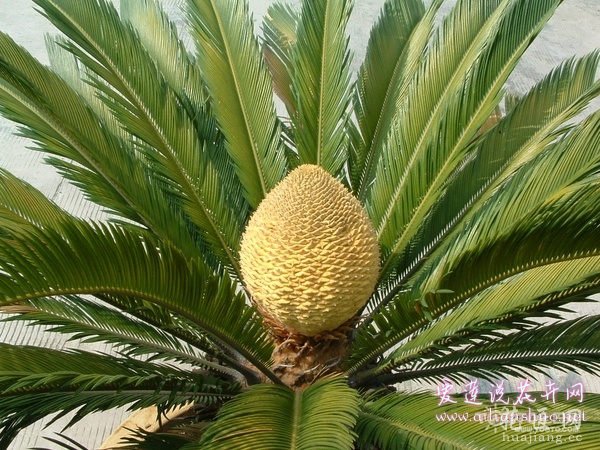 铁树虫病害防治 养好铁树就这么简单